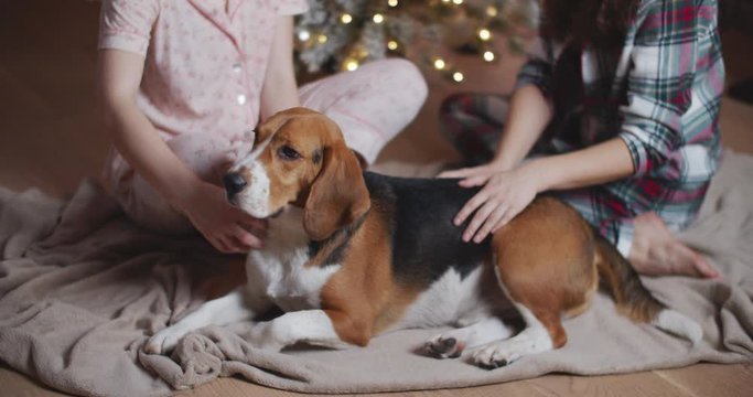 Two women are sitting in the house on the background of the Christmas tree and stroking a beautiful beagle dog. Female hands and beagle dog close-up.