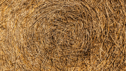 Yellow straw background texture. Dried grass background. Gold hay/