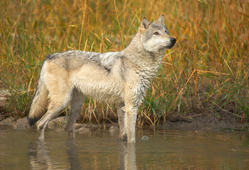 Fototapeta premium Northern Timber Wolf wading in river