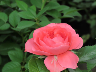 Spring Blossom Rosebud in pink. Blooming flower