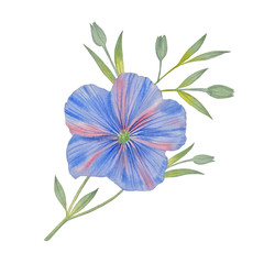 Watercolor flower Isolated on a white background. Drawing for art postcards. Purple flower with green leaves.