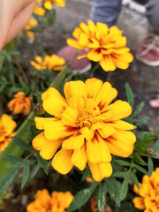 yellow flowers in garden