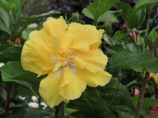 Spring Flowers Yellow flower in petals details