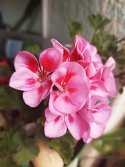 flower in the garden