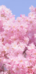 満開の桜の花、枝垂れ桜