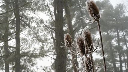 Thistle cones in fog with pine trees in the background. Frozen fog created ice crystals on the thistle plants. Calm and relaxing outdoor video. Shot on tripod. - Powered by Adobe