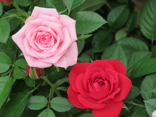 Spring Flowers Rose bud in red and pink colors
