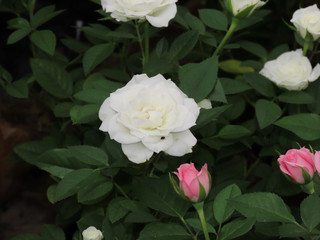 Spring Flowers. Several white roses on green leaves. Roses of pink color