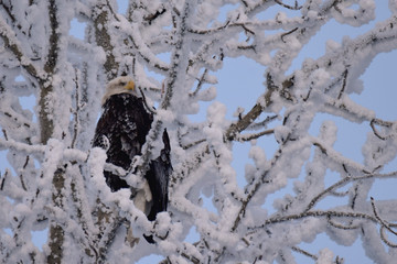 Frosty bald eagle in a snowy tree