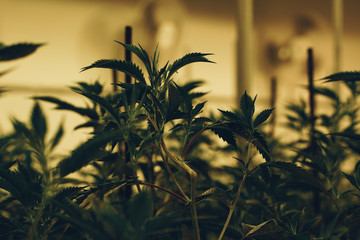 Marijuana cultivation Cannabis