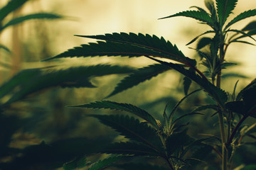Marijuana cultivation Cannabis