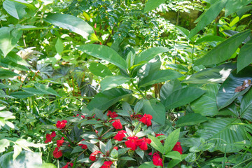 植物と花