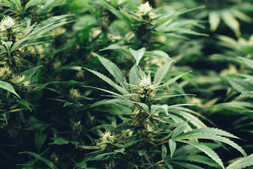 Marijuana cultivation Cannabis