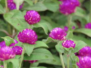 Spring Flowers Purple Flower Buds
