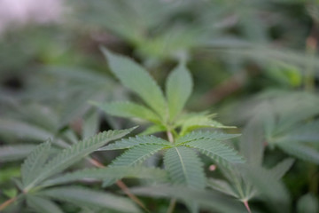 Cultivate Marijuana Cannabis