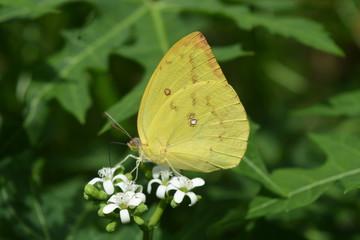 butterfly on a leaf