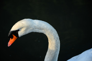 Fototapeta premium Swan Head with Water Droplets