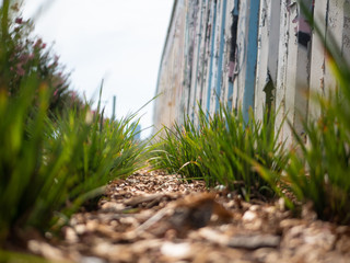 Macro grass trail