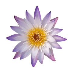 Close up of purple lotus or waterlily flower is blooming isolated on white background.Clipping path included.