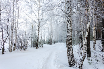 The road in the winter forest in the morning fog.