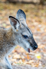 Portrait shot of a little Wallaby in Bournda National Park
