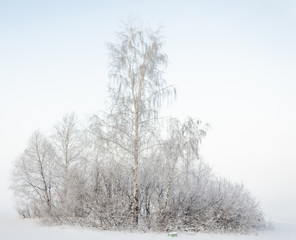 Trees in snow frost. Bushes in the cold with snow. A birch tree with ice crystals on the branches.