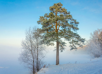 A tall pine tree on the shore of a frozen lake on a winter day.Tree in frost and snow crystals.