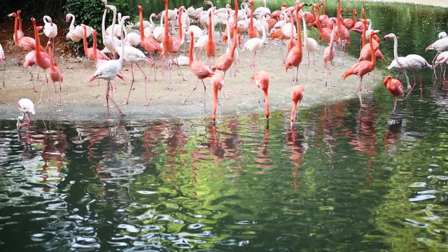 a flock of flamingos resting in by the beach in a zoo in China