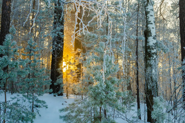 Fototapeta na wymiar The sun shines through the trees in the winter forest.