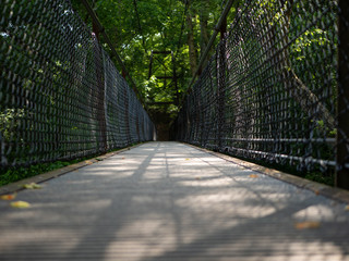 Forest Bridge
