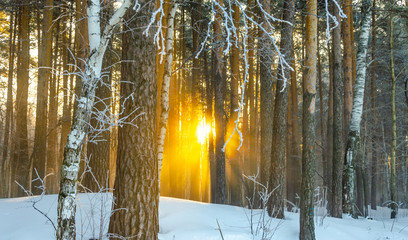 The sun shines through the trees in the winter forest.