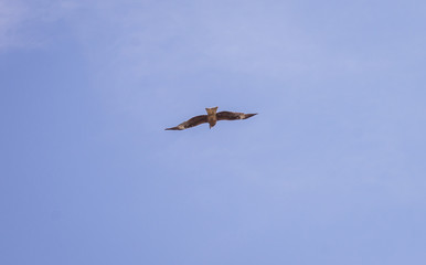 Falcon flying in the sky. Bird in the blue sky without clouds.