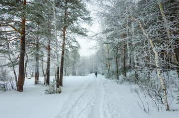 The road in the winter forest in the morning fog.