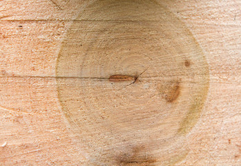 Close view of a warm orange tree stump with rings and texture highlights