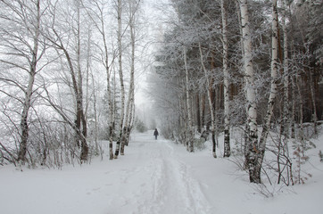 The road in the winter forest in the morning fog.