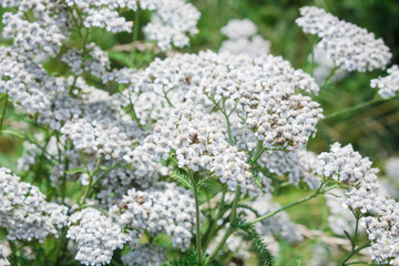 Background with white yarrow flowers. Summer flowers