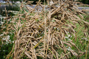 Yellow ears of corn in the beds of the city. Urban vegetation.