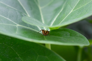 A beautiful garden spider hiding under green curly leaf -Animal Life concept.