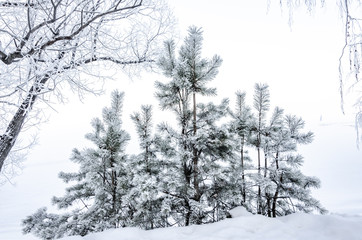 Christmas tree in the snow. Winter forest. Pine branches with snow.