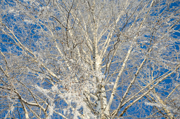 Trees in snow frost. Bushes in the cold with snow. A birch tree with ice crystals on the branches.