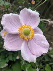 Beautiful pink petaled flowers with yellow and green stamens, with buds and leaves