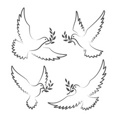 White doves with olive branch