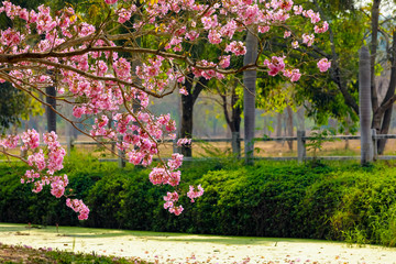 Pink trumpet tree flowers beside the canal