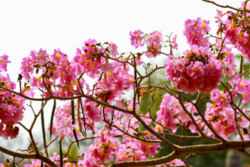 Pink trumpet tree flowers beside the canal