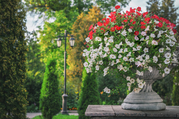 Flower beds with white and red petunias