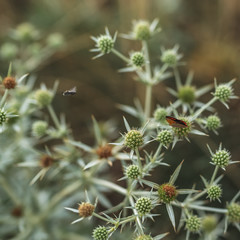Prickly Thistle flower in the sun. Natural background