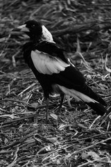 Magpie on ground