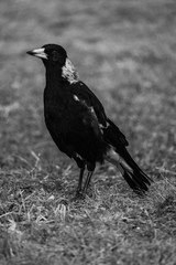 Magpie Standing Tall