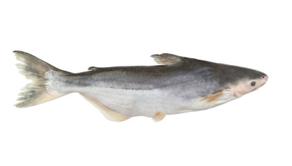 Fresh pangasius fish isolated on white