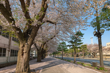 【青森県十和田市】十和田市官庁街通りの桜並木